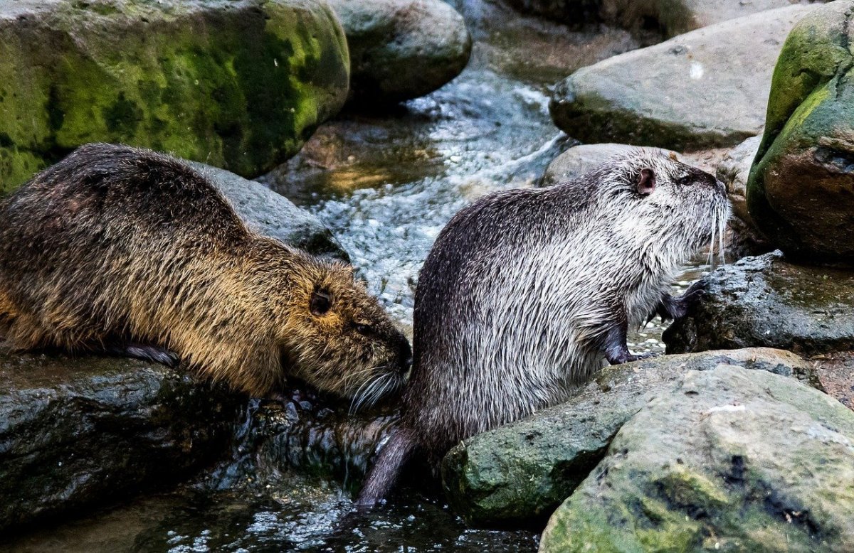 Нутрия и ондатра