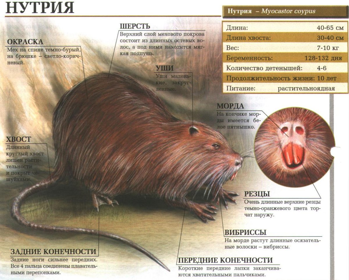 Речной Бобр (Западносибирский подвид)