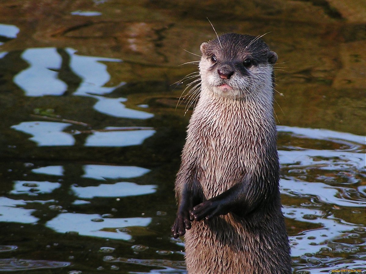 Водяная крыса ондатра