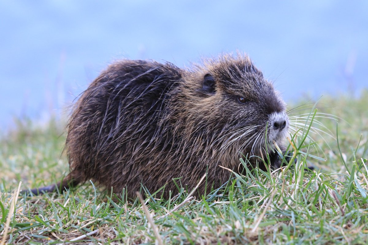 Нутрия и ондатра