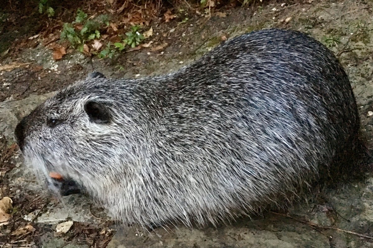 Бобер на белом фоне