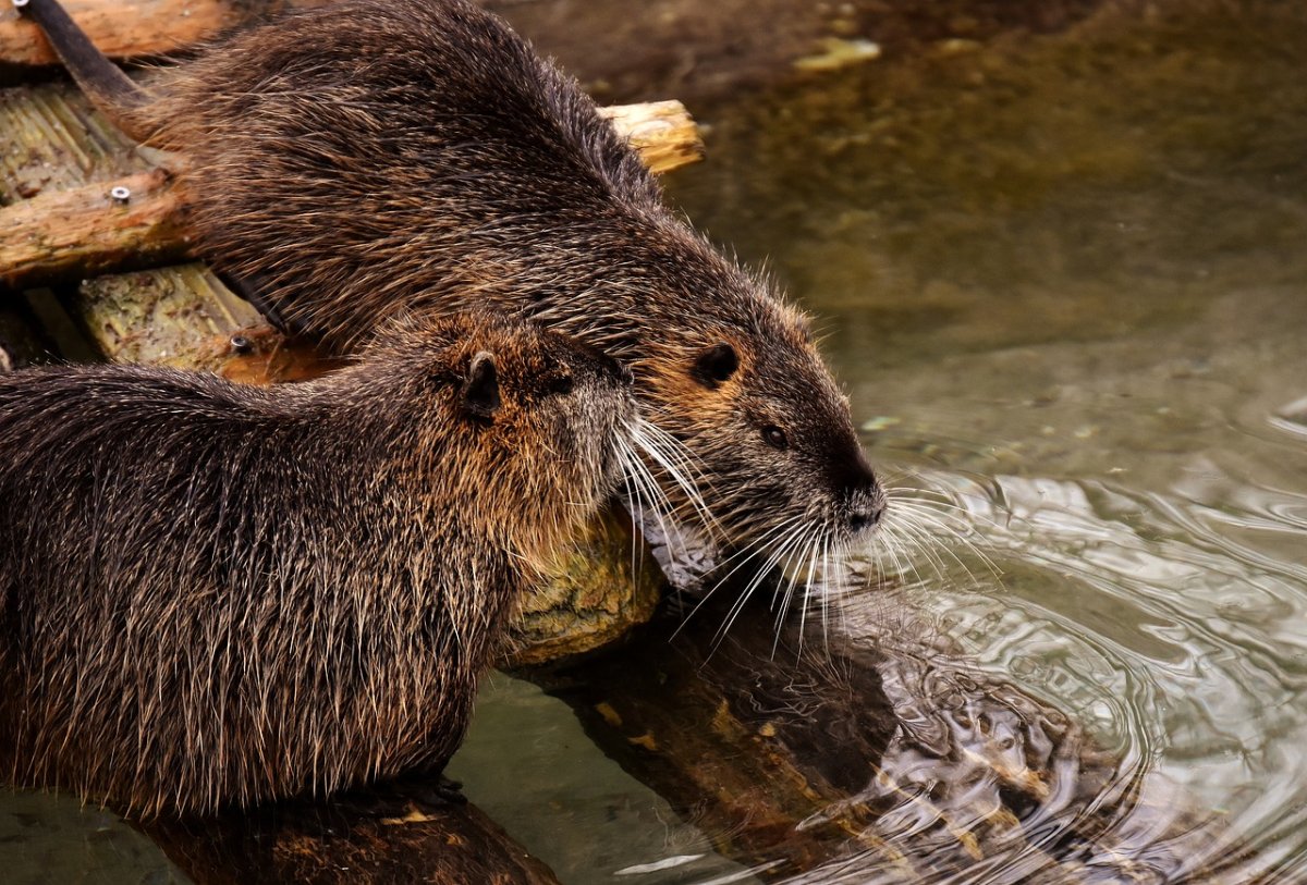 Нутрия болотный Бобр