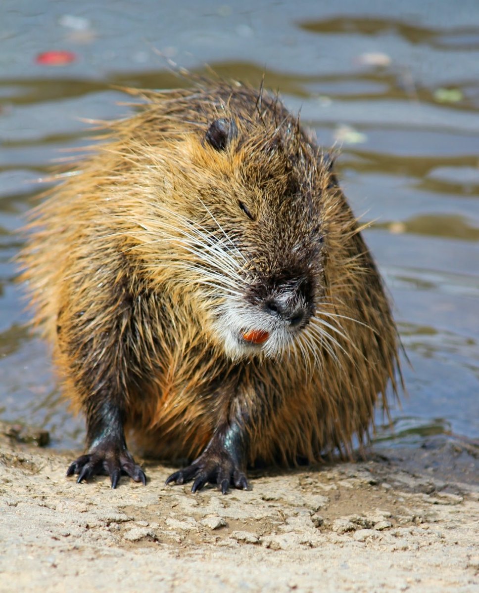 Myocastor coypus нутрия