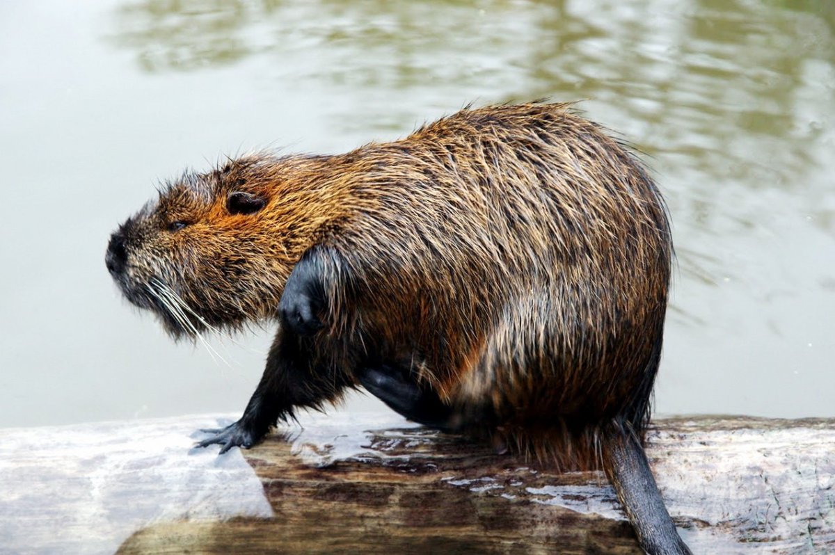 Нутрии в дикой природе