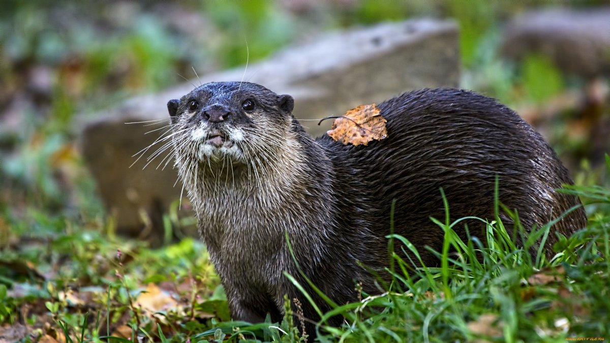 Myocastor coypus нутрия хвост