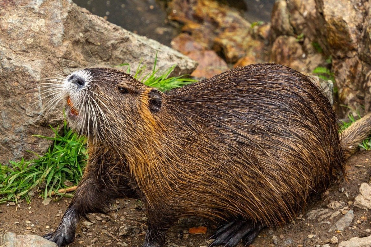 Нутрия Речная