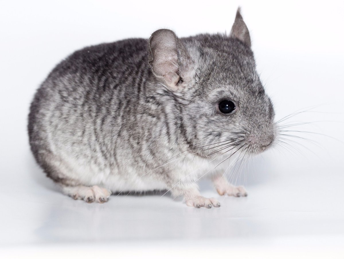 Дальневосточный сфинкс с шерстью