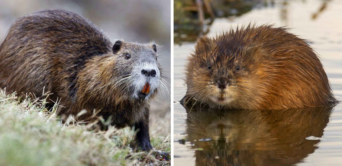 Нутрия ондатра Бобр
