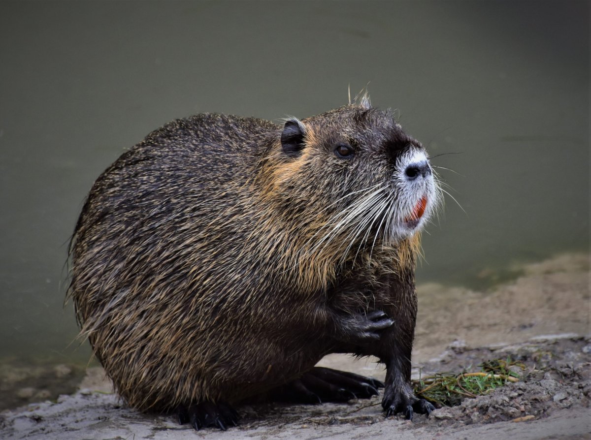 Фото ондатры и нутрии