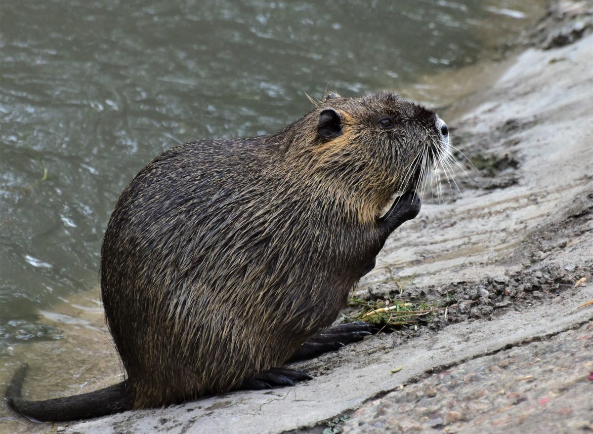 Нутрия чистоплотная