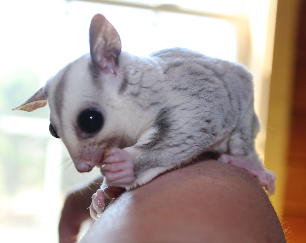 Шиншилла белый эбони