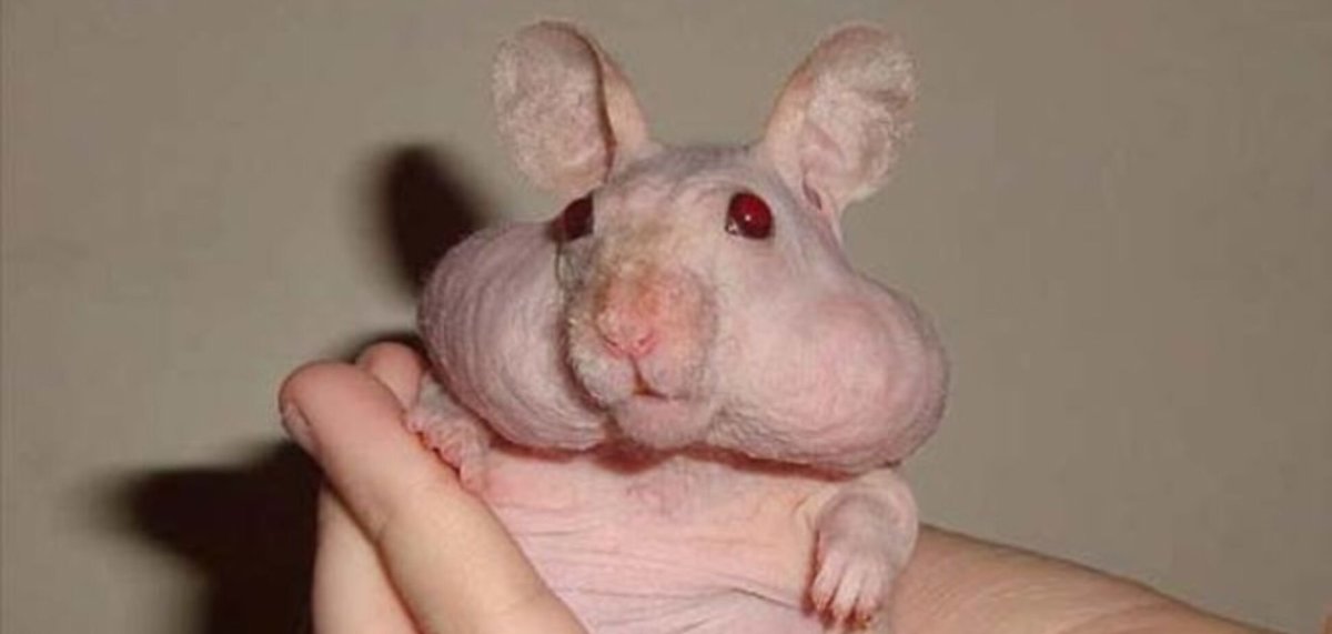 Крыса сфинкс