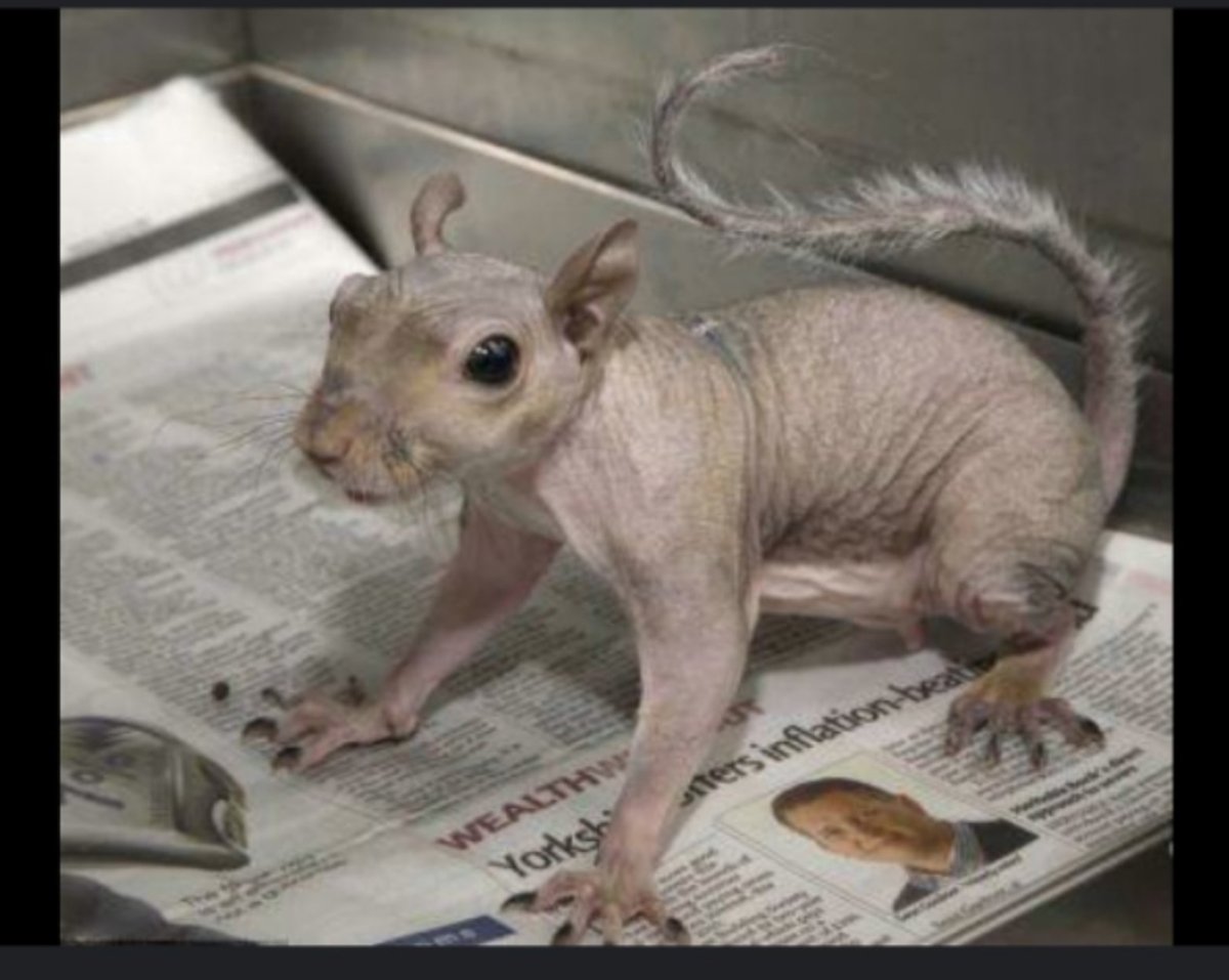 Лысый ангорский кролик