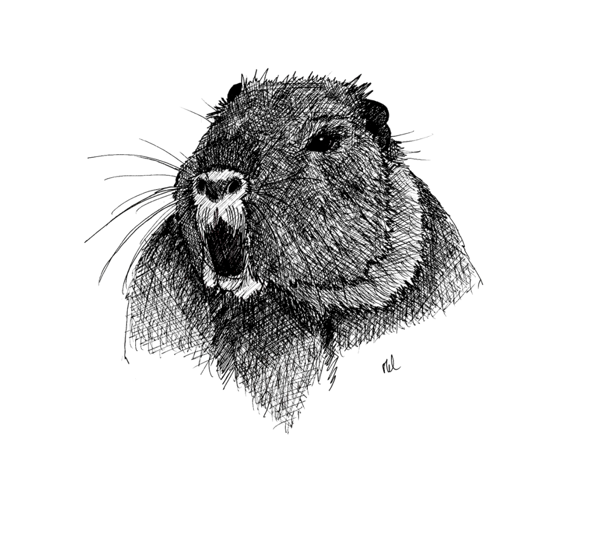 Нутрия ондатра Бобр