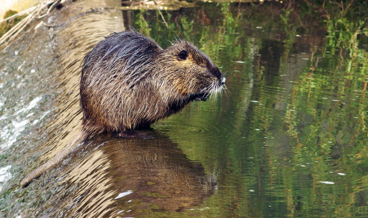 Нутрии Дендрарий Сочи