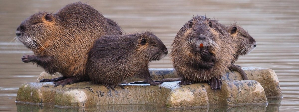Нутрия среда обитания