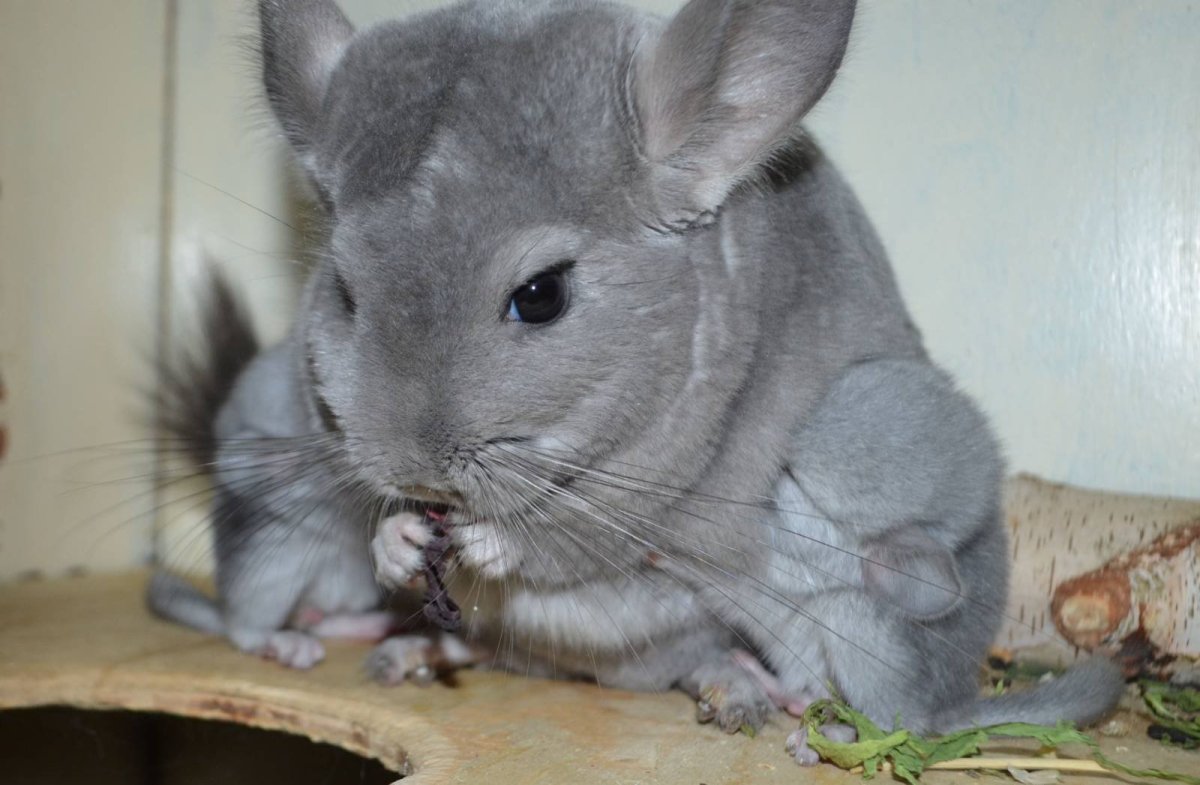 Смешные шиншиллы