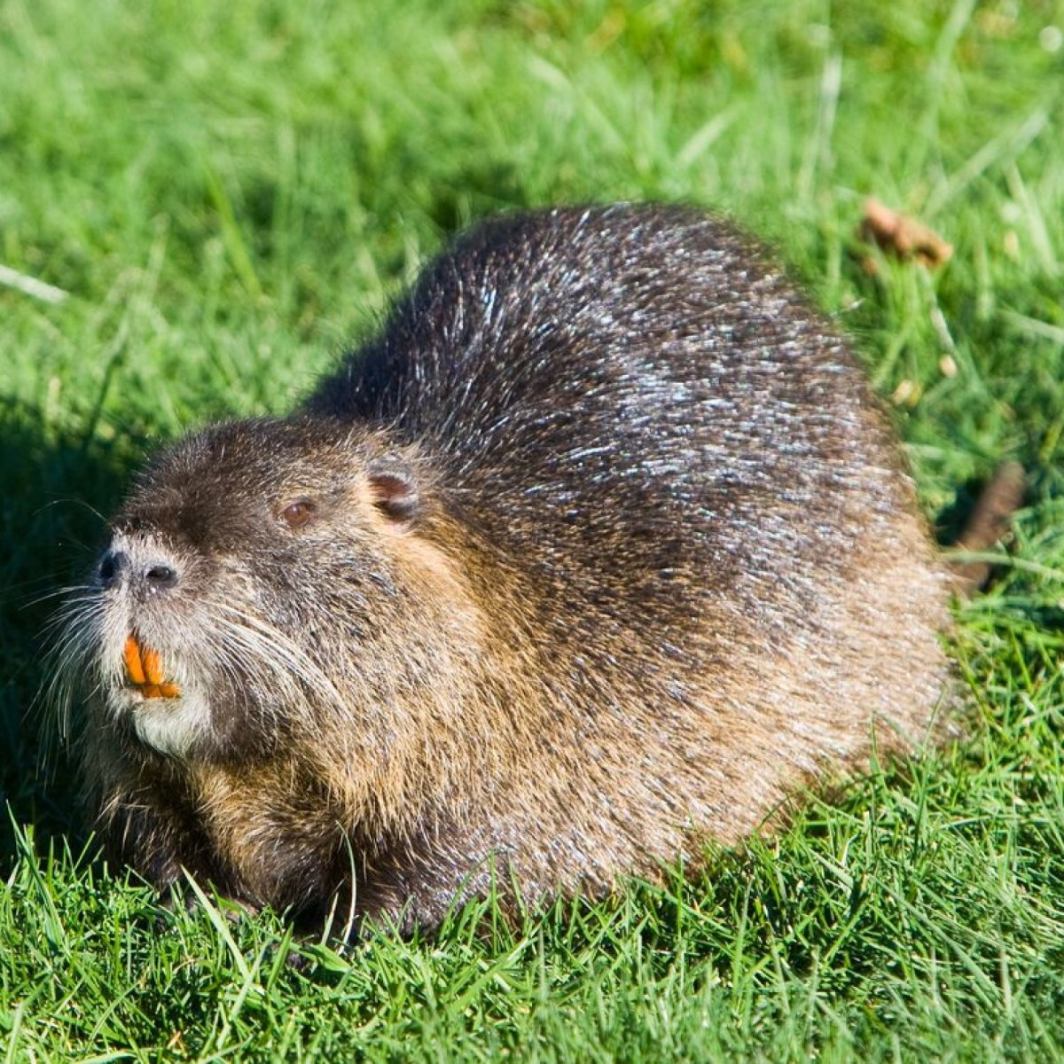 Стикеры нутрии сидит