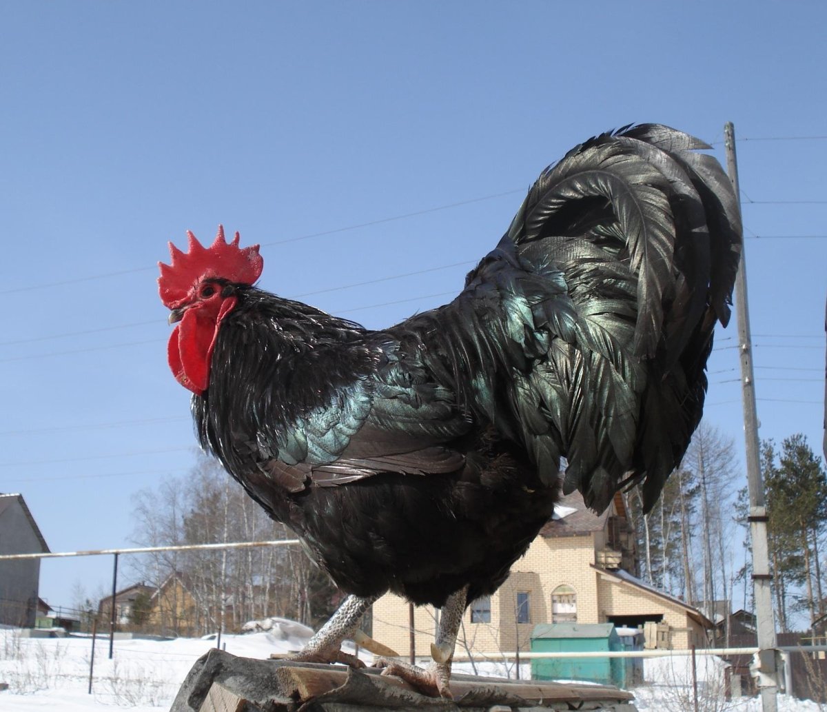 Петух австралорп черный