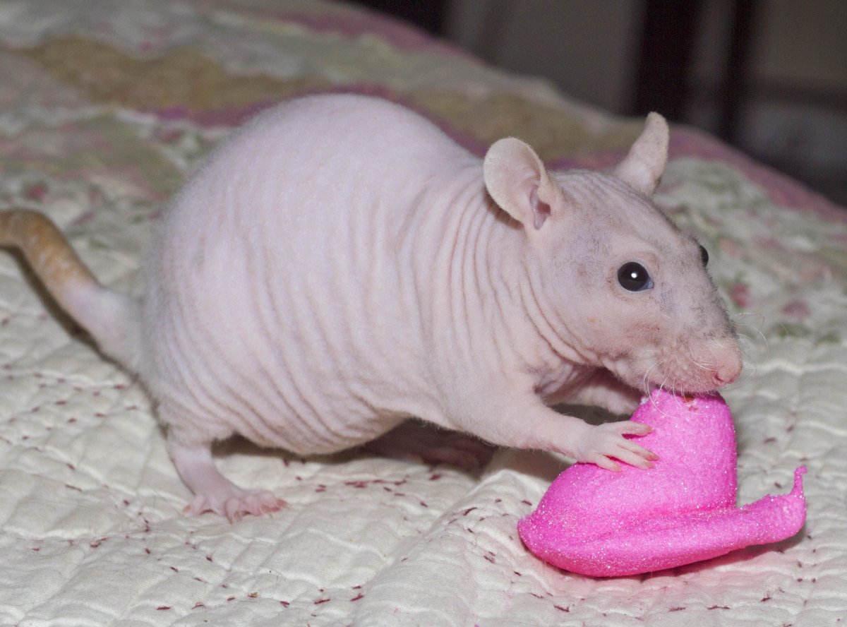 Крыса Дамбо сфинкс