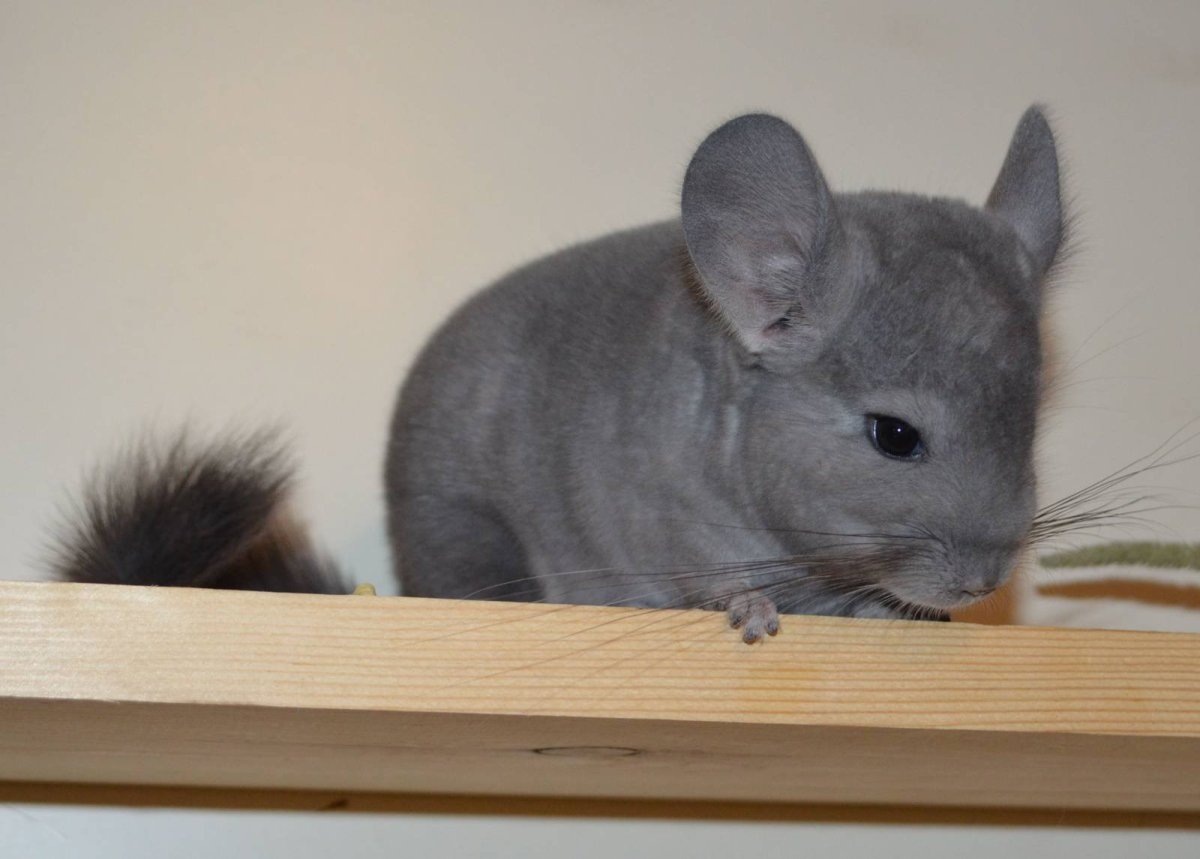 Декоративная крыса сфинкс