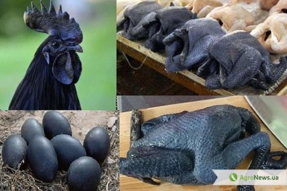 Аям Цемани куры яйца