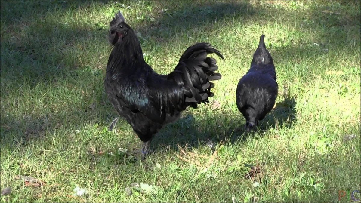 Аям Цемани петухи страшные