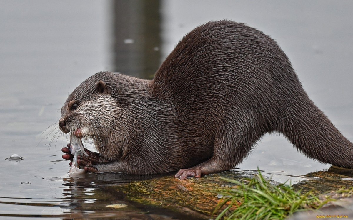 Нутрия Южная Америка