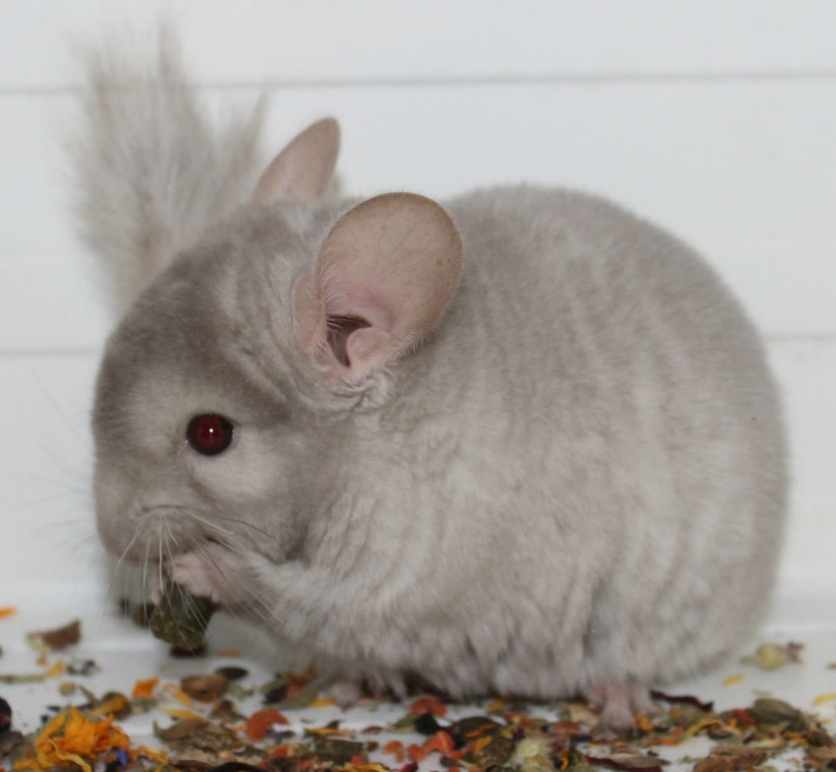 Мраморная шиншилла