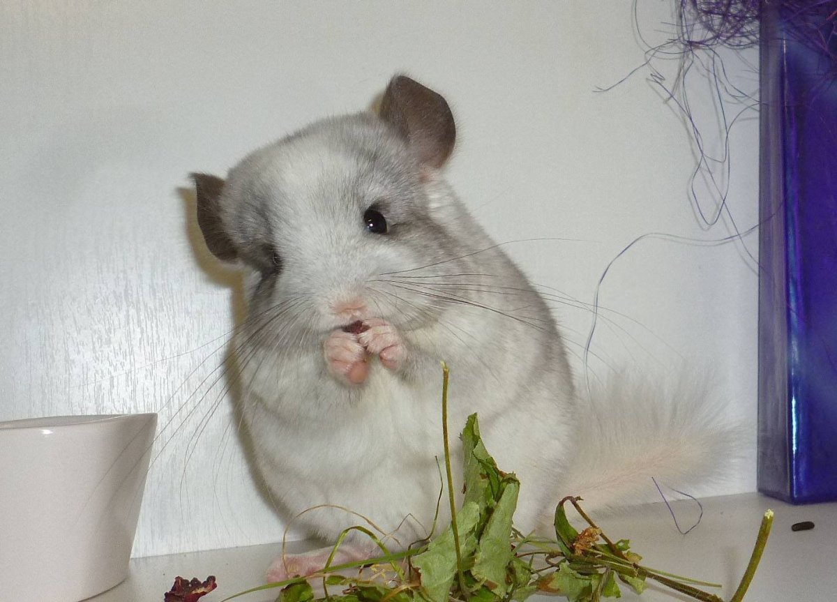 Грустный лысый кот