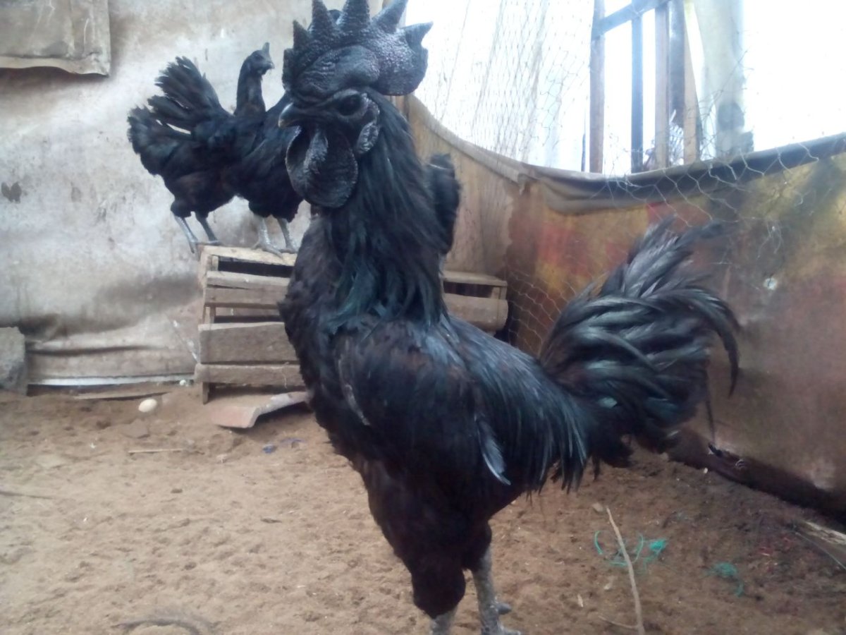 Черный петух в полете