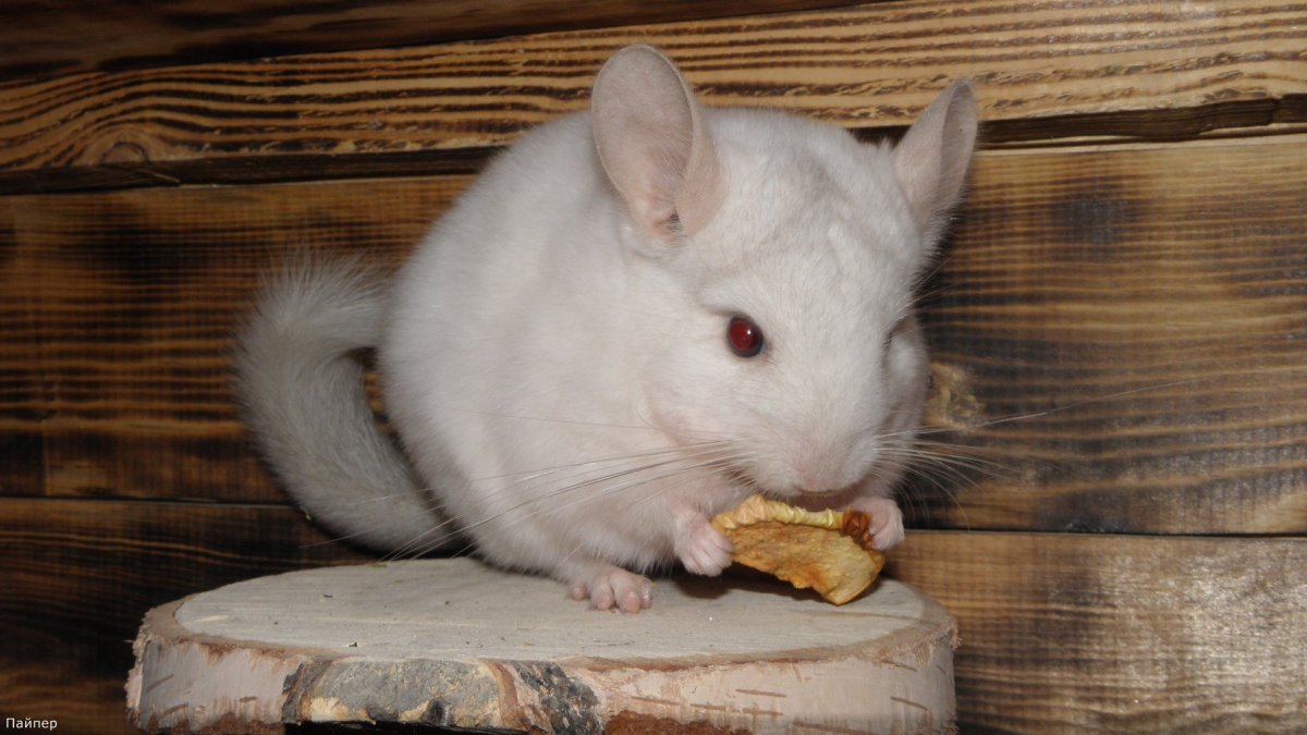 Как выглядит голая шиншилла