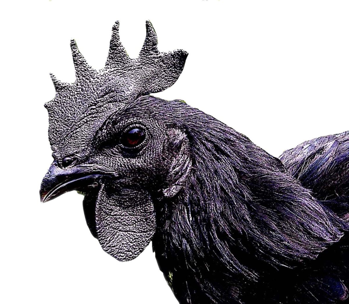 Ухейилюй индейка