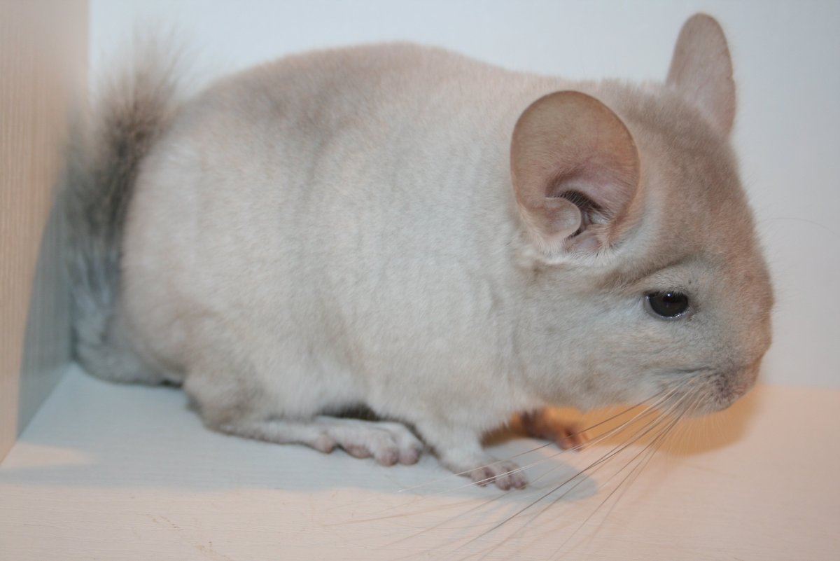 Шиншилла Вильсон