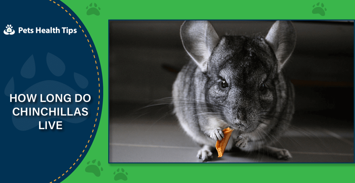 Лысая белка дегу