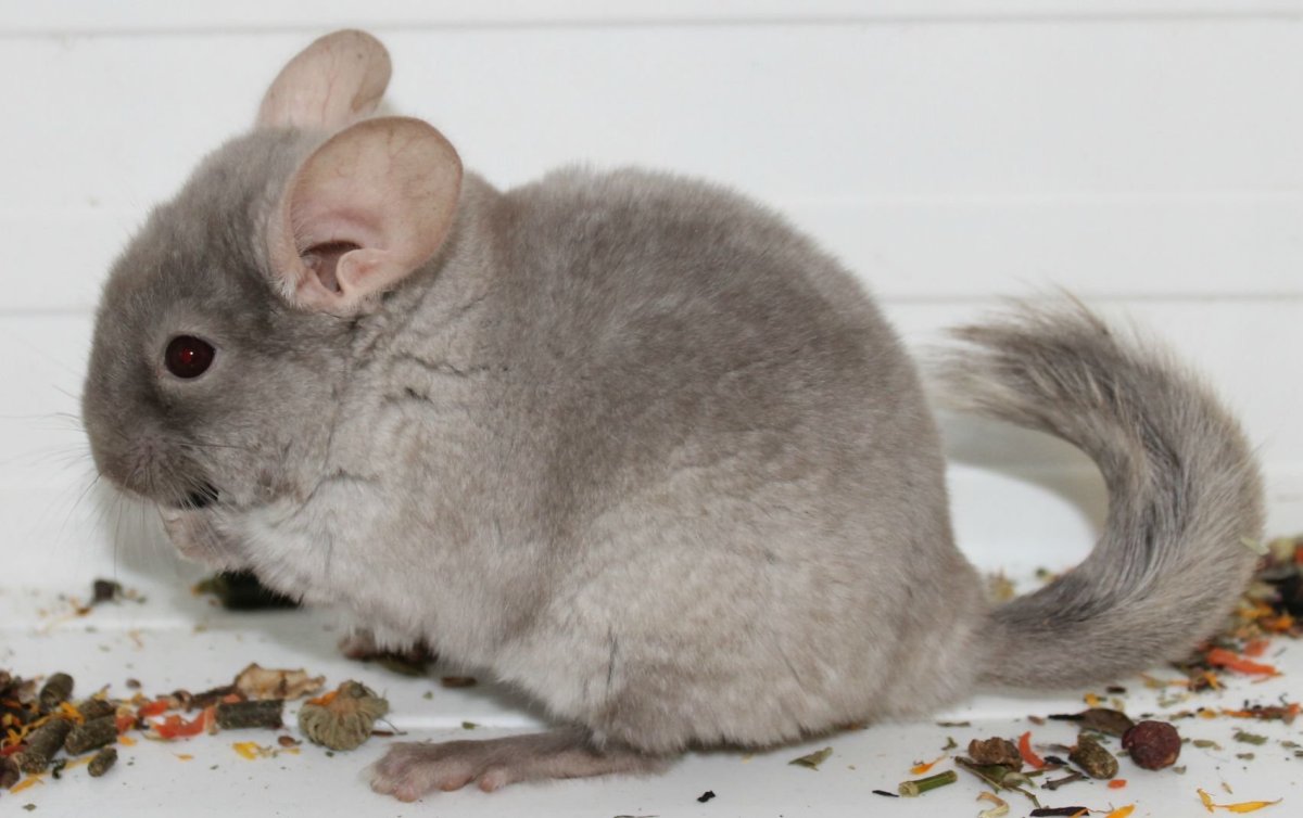 Шиншилла бежевая