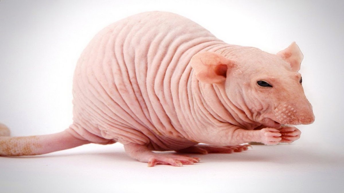 Стрижка хомяка