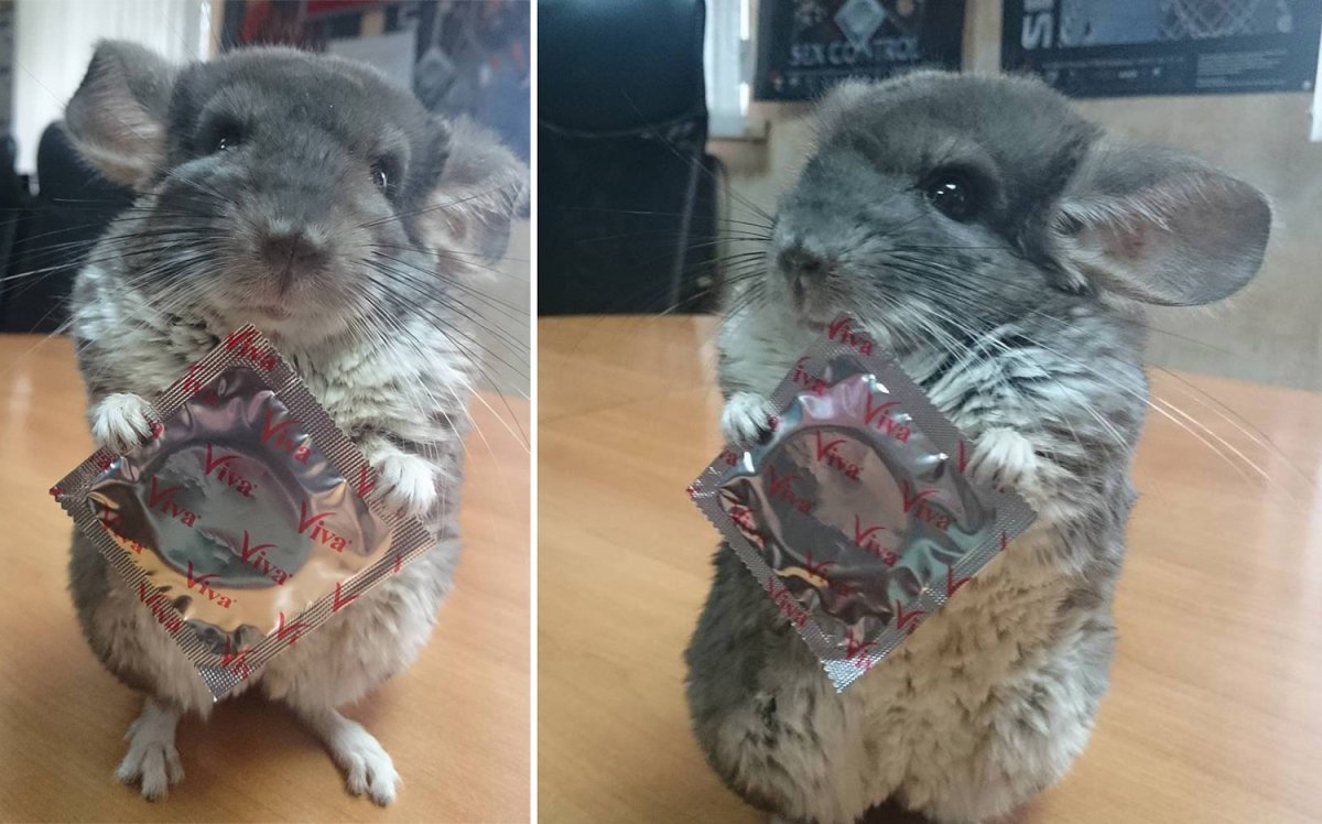 Длинная шиншилла