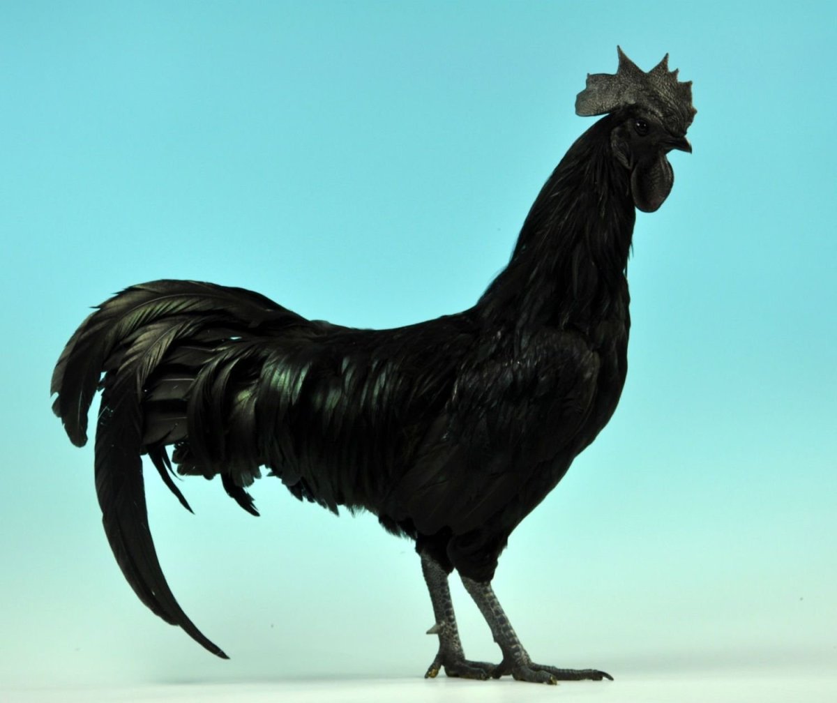 Черный петух порода