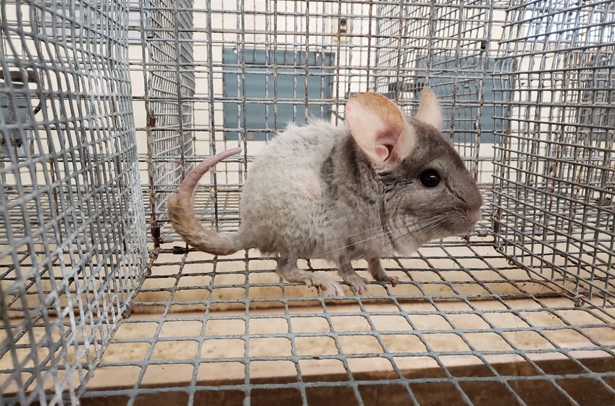 Лысые морские свинки скинни