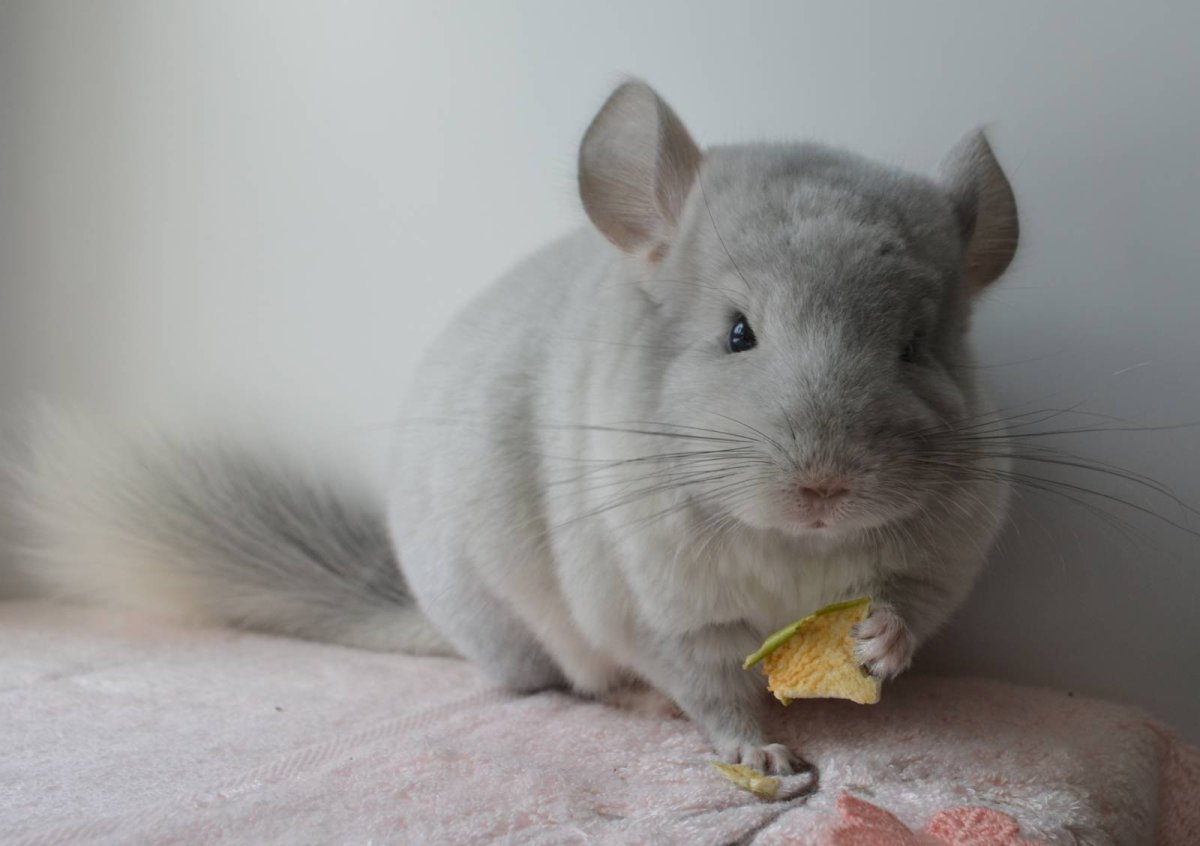 Лысый сирийский хомяк