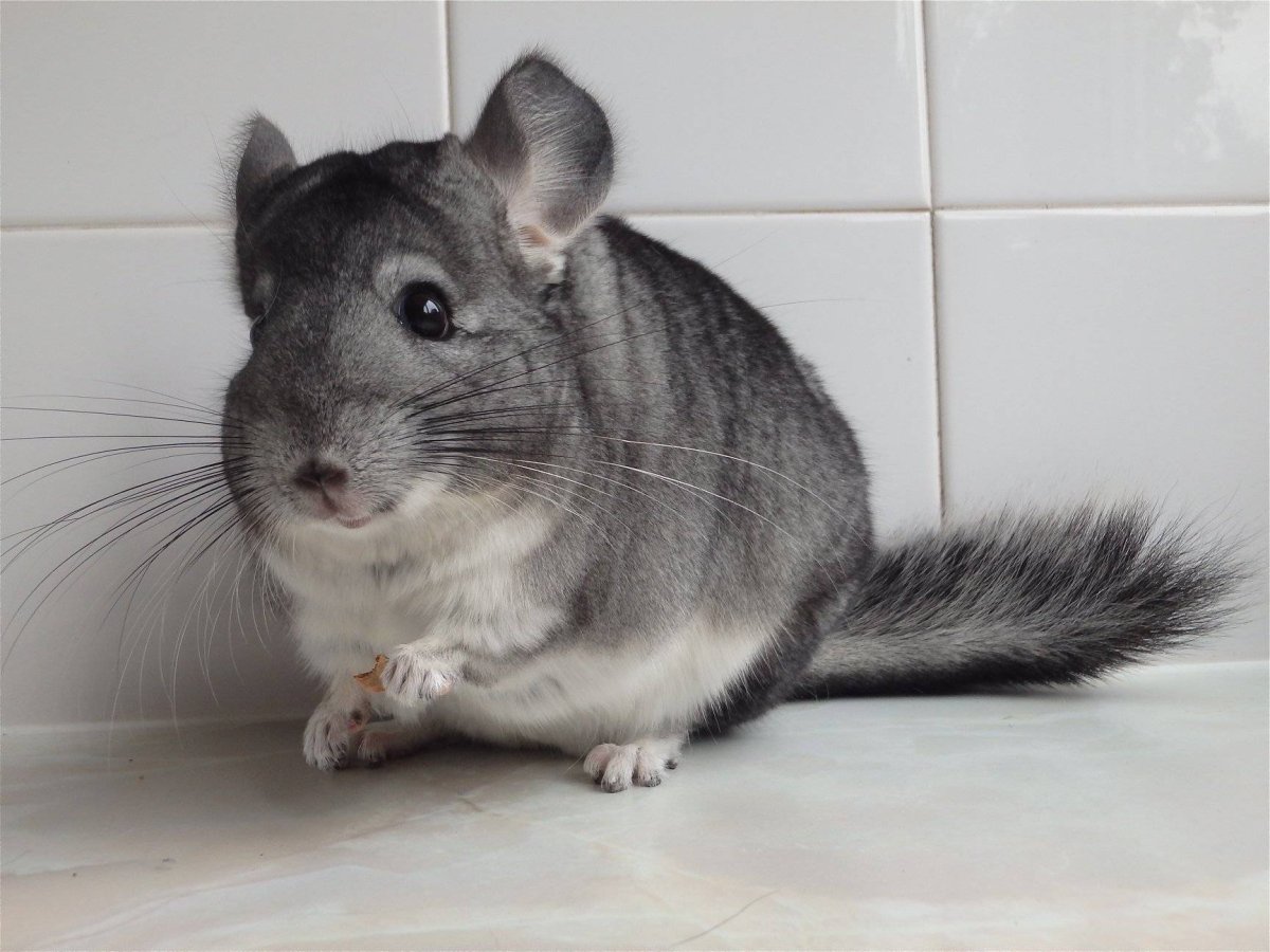 Кролик альбинос лысый