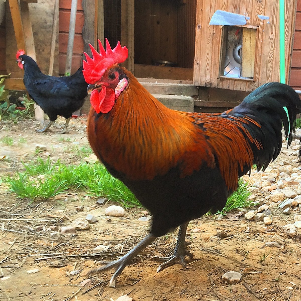 Порода курей Московская черная