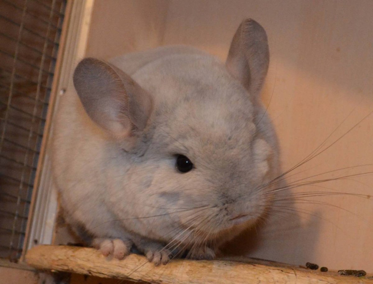 Шиншилла лысая карикатура