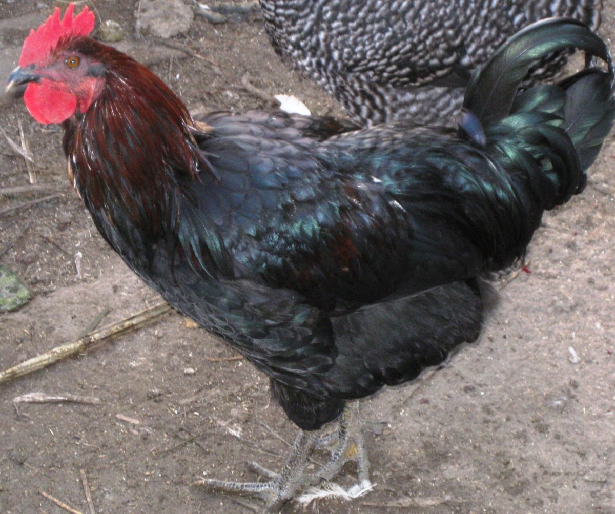 Кучинская Московская черная