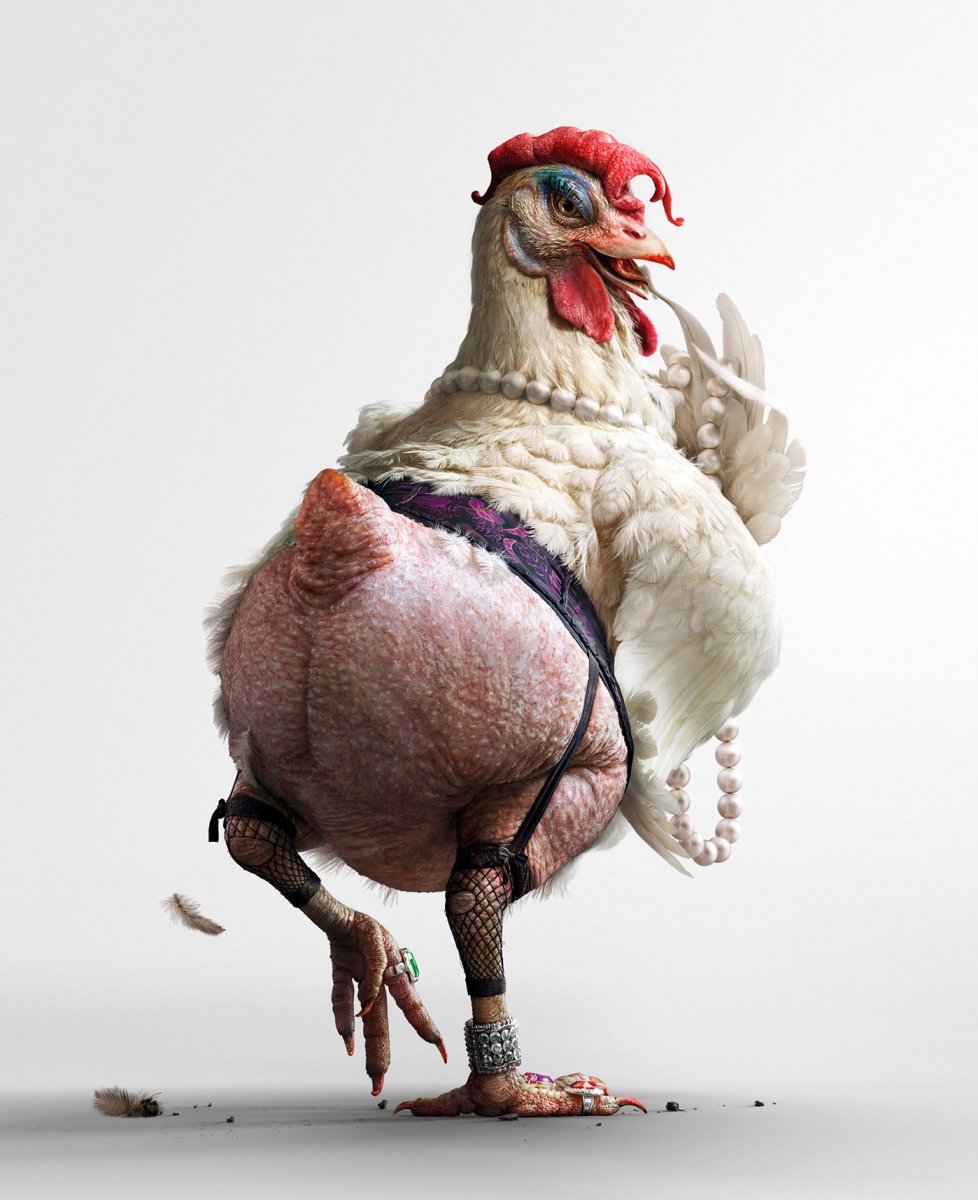 Лысые израильские куры