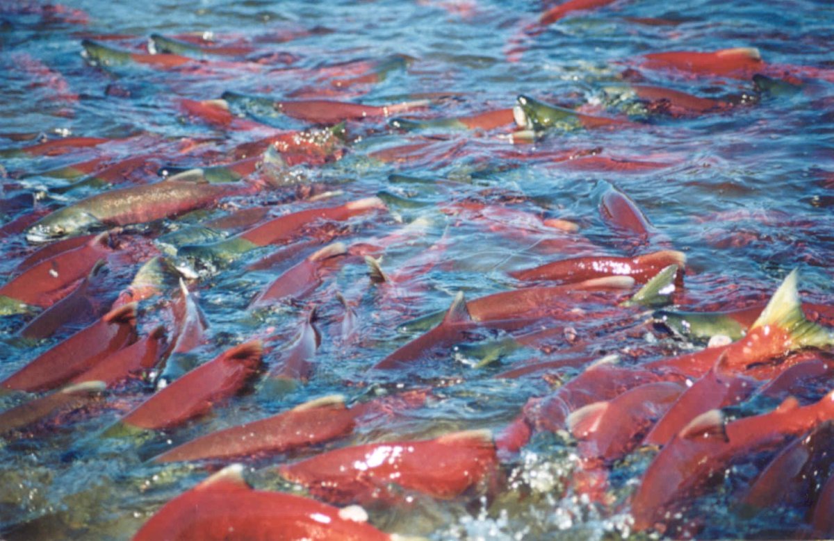 Лосось нерка нерест