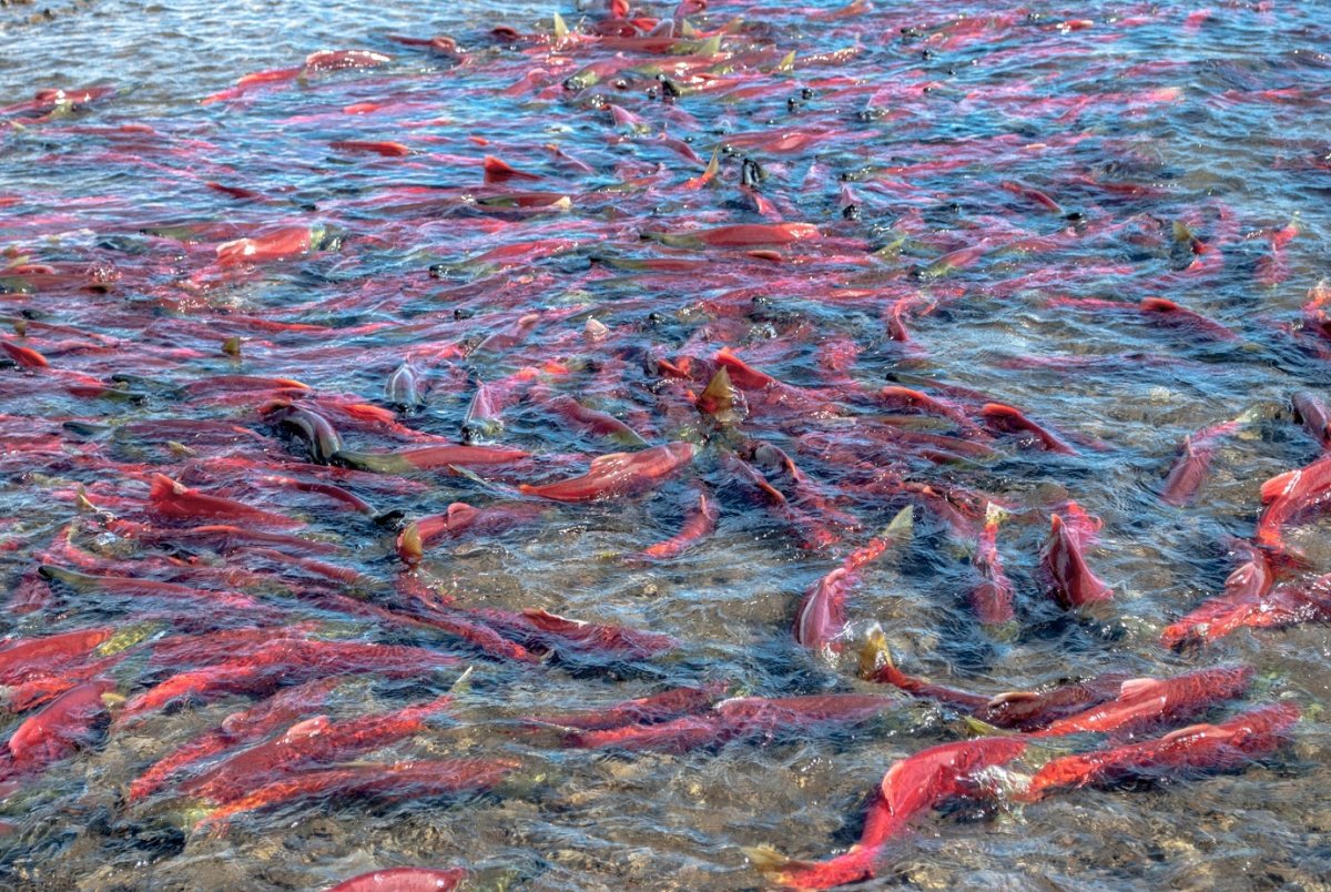 Нерест лосося на Камчатке