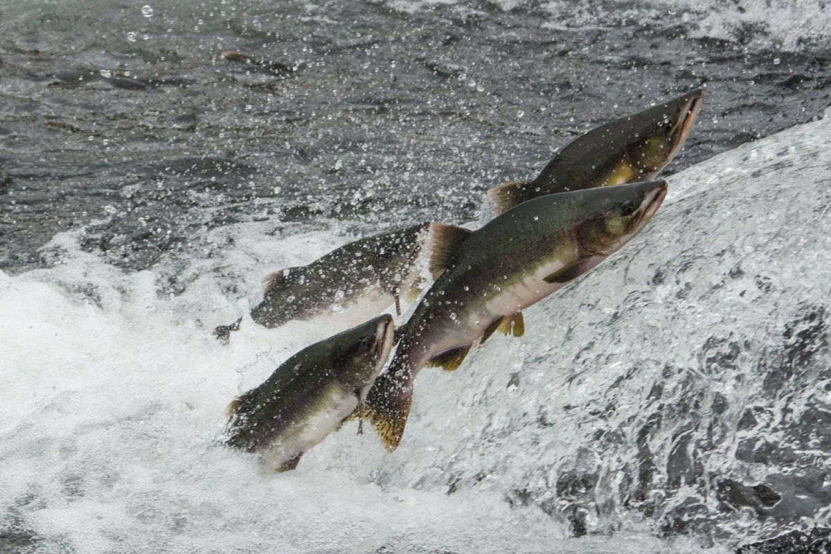 Нерест горбуши на Камчатке