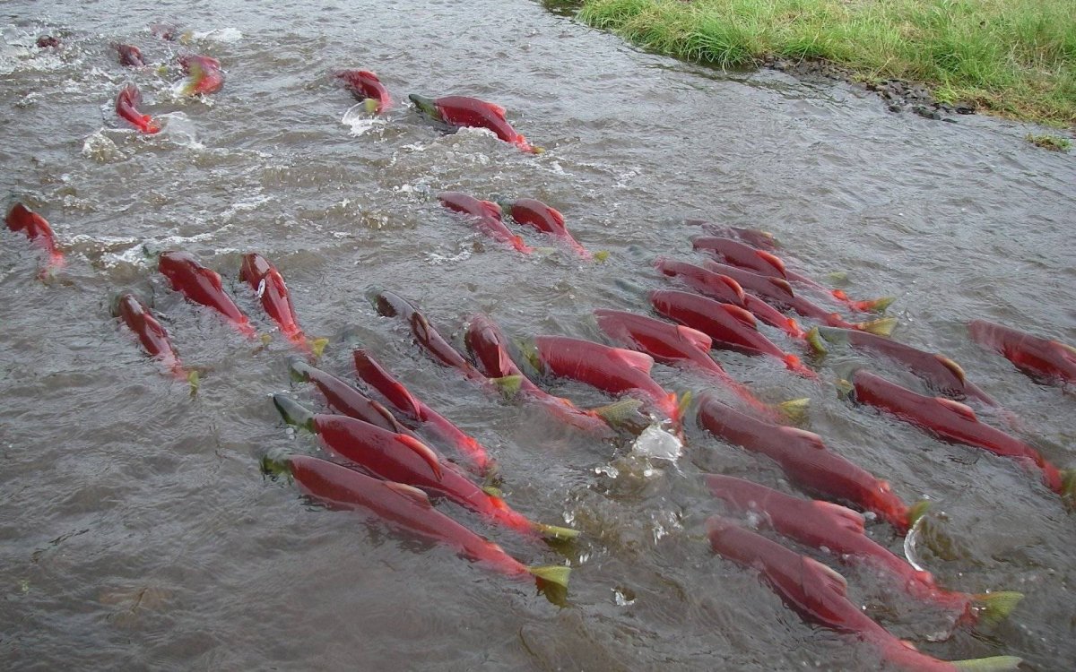 Лосось нерка нерест